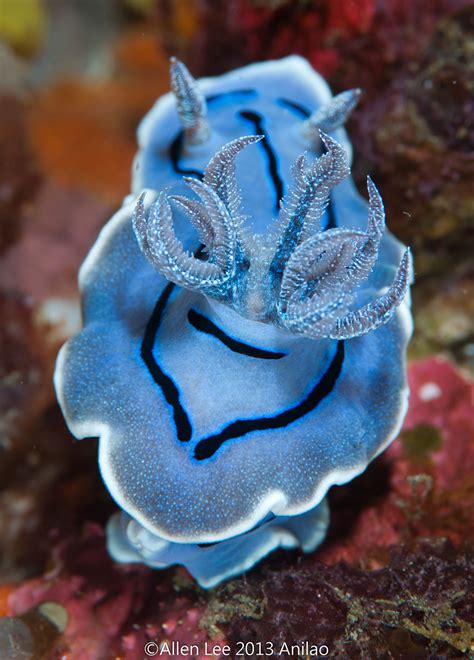 51 Sea Slugs That Prove Aliens Already Live On Planet Earth | Bored Panda