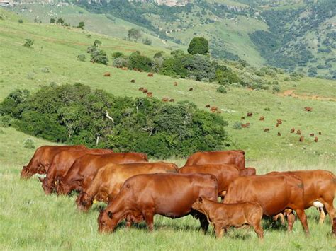 Bonsmara Beef, South Africa