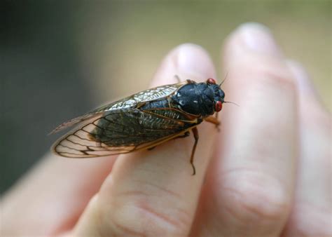 Cicada Invasion | 101.5 WPDH