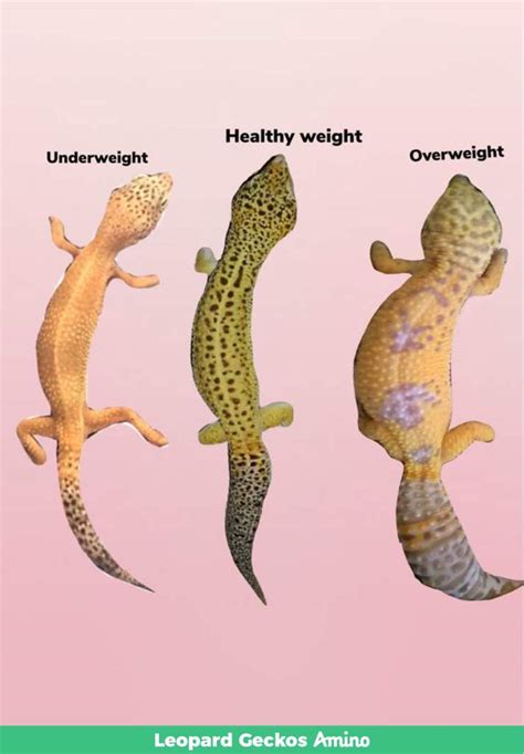 Leopard Gecko Anatomy | Wiki | Leopard Geckos Amino