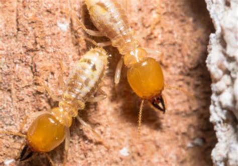 Tentless Termite Treatment | Sharp Shot Pest Control