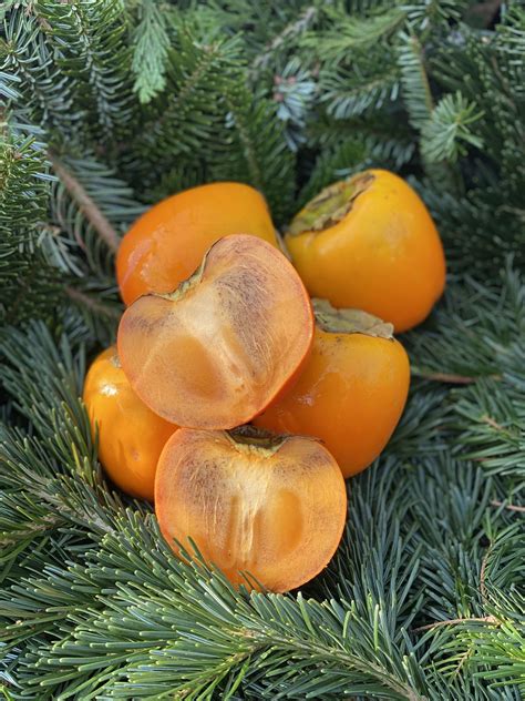 Organic Persimmon (Kaki/Sharonfruit) | Trinity Farm