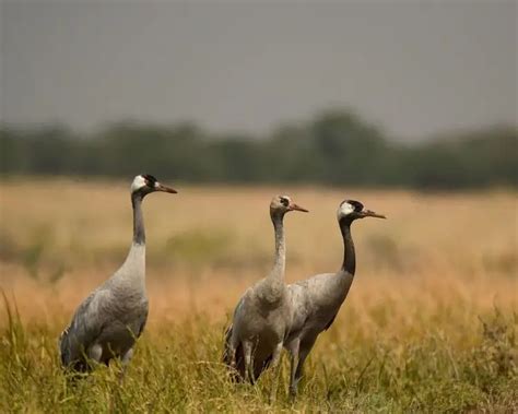 Common Crane - Facts, Diet, Habitat & Pictures on Animalia.bio