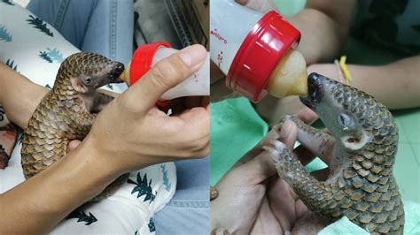 Baby pangolin named Hope nursed back to health after being found on ...