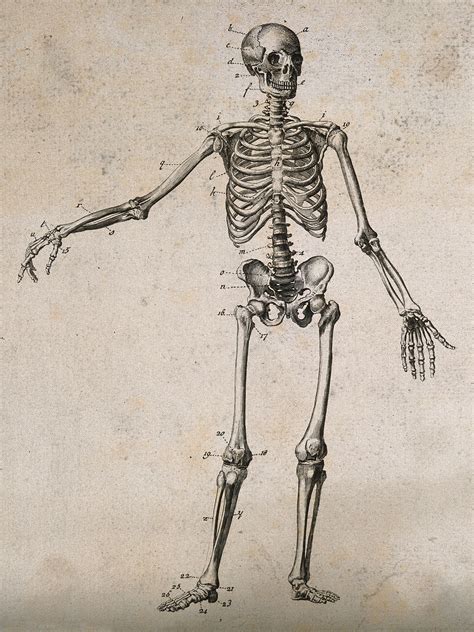 Human skeleton with left arm extended: front view. Engraving, ca. 1800 ...