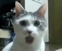 surprised look cat gif | WiffleGif