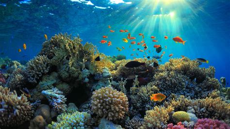 5 Surprising Facts About Coral Reefs | Oceans Without Borders