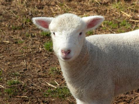 A Meek Perspective: Lamb Season 2011