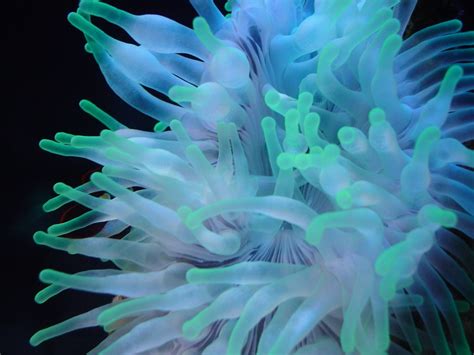 Blue Anemone | View large Sea Anemones are animals which do … | Flickr