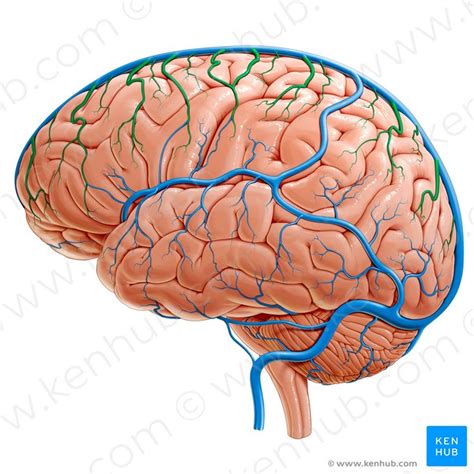 Venae superficiales cerebri - Anatomie und Klinik | Kenhub