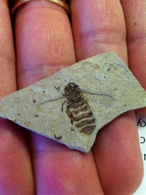 Bee, REAL Fossile ? | Fossils, Bee, Dinosaur fossils