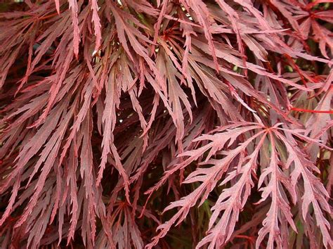 Acer palmatum Dissectum Crimson Queen | Wholesale Nursery - Nurseries ...