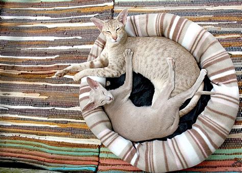 Cozy Kitty: 3 Adorable Best Heated Cat Beds [Indoor & Outdoor]