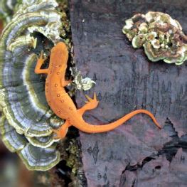 Creature Feature: Eastern Red-Spotted Newt - Raritan Headwaters