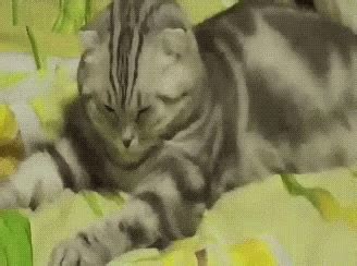 Funny Animals Cats GIF - FunnyAnimals Cats FatCat - Discover & Share GIFs