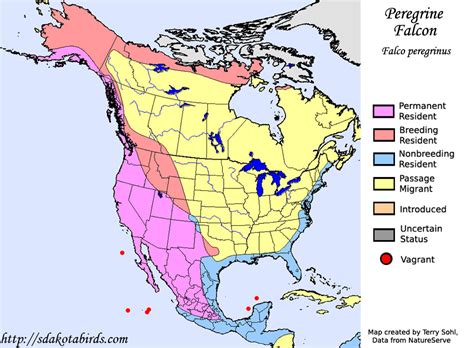 Peregrine Falcon - Species Range Map