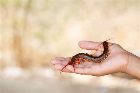 Texas RedHeaded Centipede