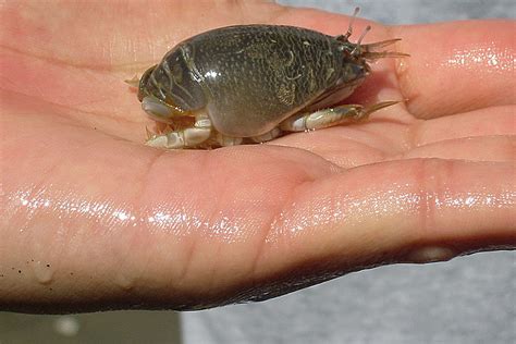 Sand Crabs - OuterBanks.com