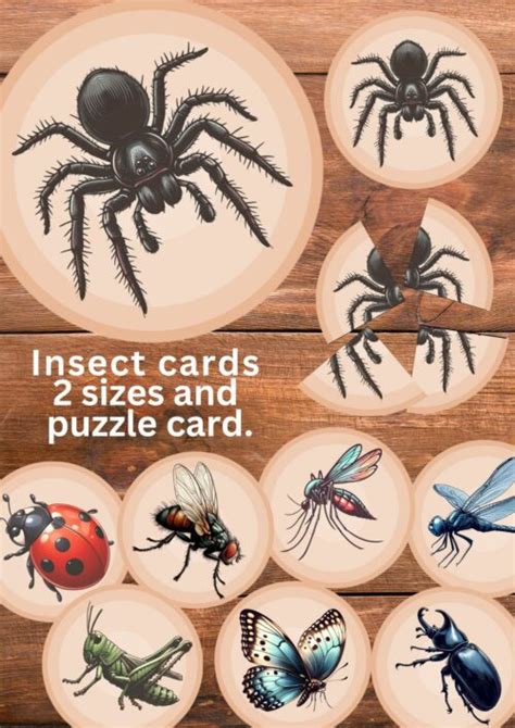 Insect Cards - Australian Teachers Marketplace