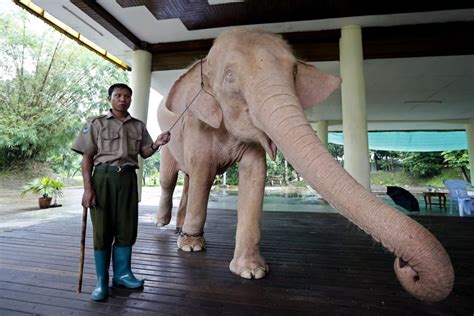 Myanmar captures rare white elephant, widely considered as ‘political ...