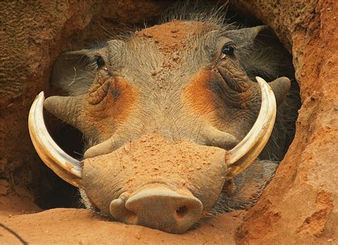 Warthog Burrow | Weird looking animals, Animals wild, Warthog