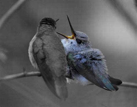 Momma hummingbird feeding baby Photograph by Old Pueblo Photography