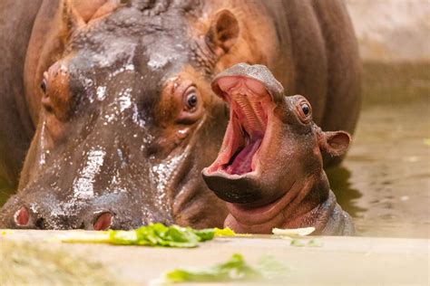 Dallas Zoo Welcomes Baby Hippo: 'We Are Thrilled'