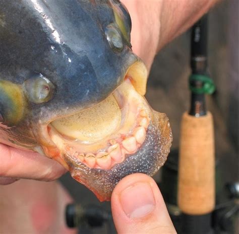 Pacu, The Fish With Very Human Teeth | Amusing Planet