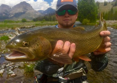 Wyoming fishing guides : Bighorn River, Green River, Wind River ...