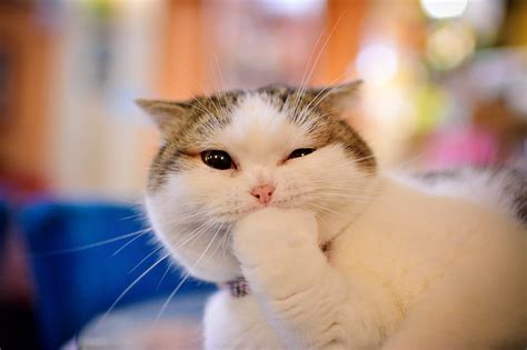 Cat, emotions, cute, paw, muzzle, HD wallpaper | Peakpx