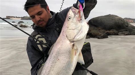 #58 corvina 9 kilos 4 región, sea bass, Coquimbo Chile. ダイワ2019モアザンPE ...