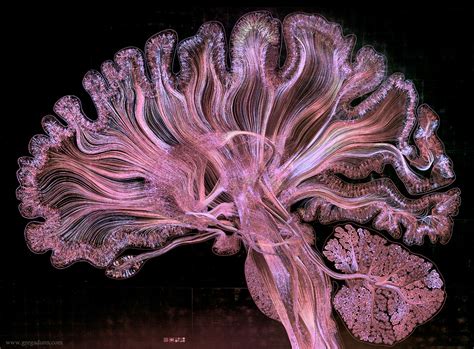 The art and science of your beautiful brain. - Dr Sarah McKay