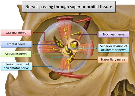 SUPERIOR ORBITAL FISSURE | Medical anatomy, Medical knowledge, Orbit ...