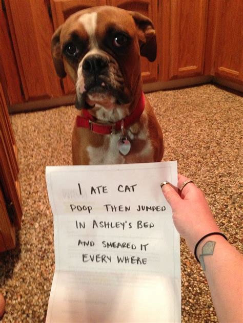 Bad dog | Animal shaming, Dog shaming, Dog shaming funny