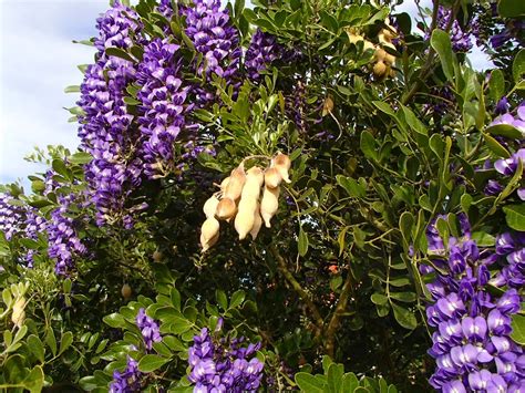 Xtremehorticulture of the Desert: Starting Texas Mountain Laurel from Seed