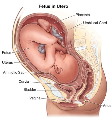 Placenta And Umbilical Cord Diagram