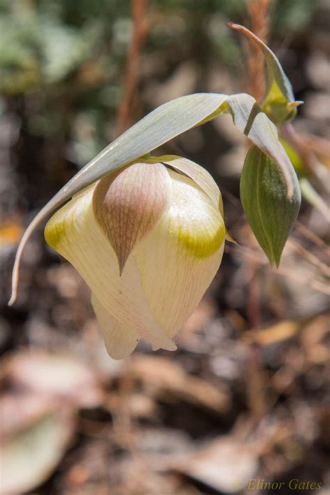 Calochortus albus Calflora