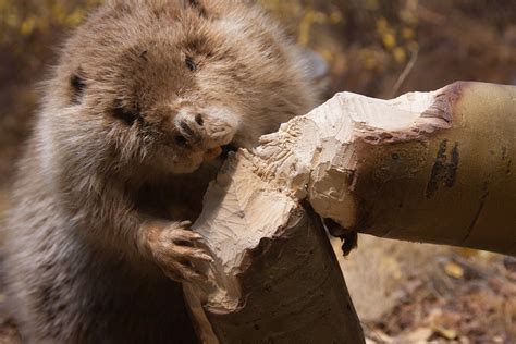 Be like a beaver and give a dam about your teeth