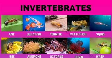 Invertebrates: 40 Great List of Animals that Are Invertebrates - Visual ...