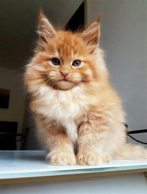 15+ Adorable Maine Coon Kittens That Will Grow Into Giant Cats - Small Joys