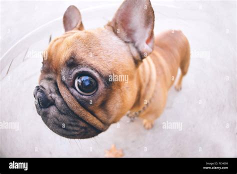 Funny portrait of French bulldog Stock Photo - Alamy