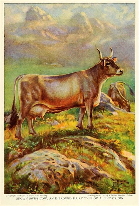 Brown Swiss Cow by Edward Herert Miner, 1925. | Cow art, Cattle, Cow