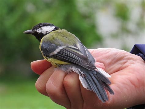 Birds in Hand – Backyard and Beyond