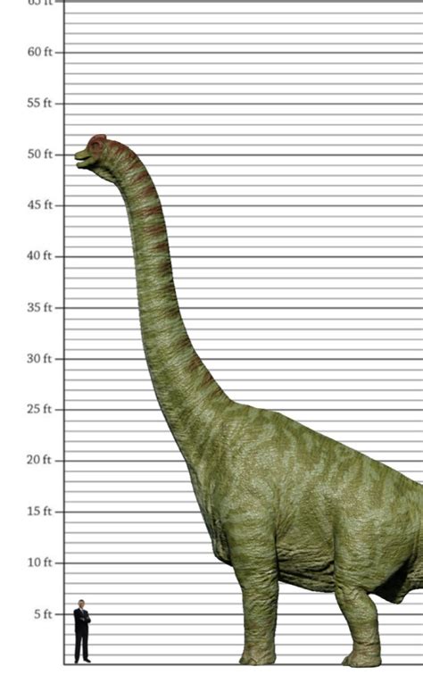 My Brachiosaurus size comparison by EthanThomas2022 on DeviantArt