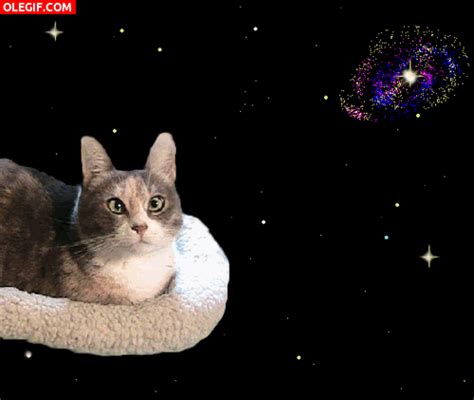 GIF: Un gato viajando por el espacio (Gif #3335)