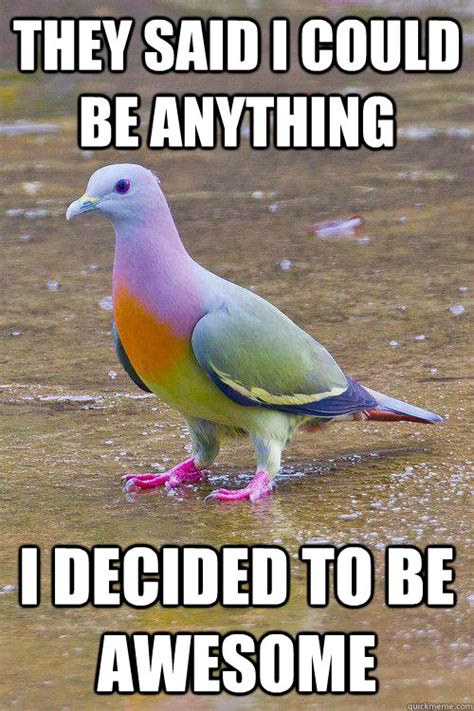 awesome pigeon memes | quickmeme