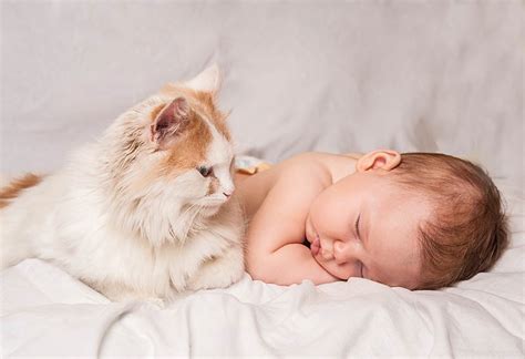 Can Cats Tell What a Human Baby Is? Everything You Need to Know - Catster