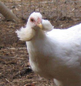 Raise Araucana Chickens For BEAUTIFUL BLUE EGGS!