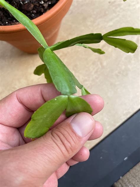 How and When to Prune a Christmas Cactus (Easy) - Garden Lovers Club