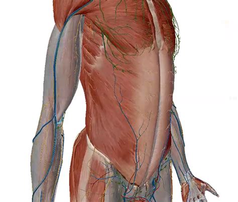 New Anatomy Content: Fascia, Fascial Compartments, and Compartment Syndrome